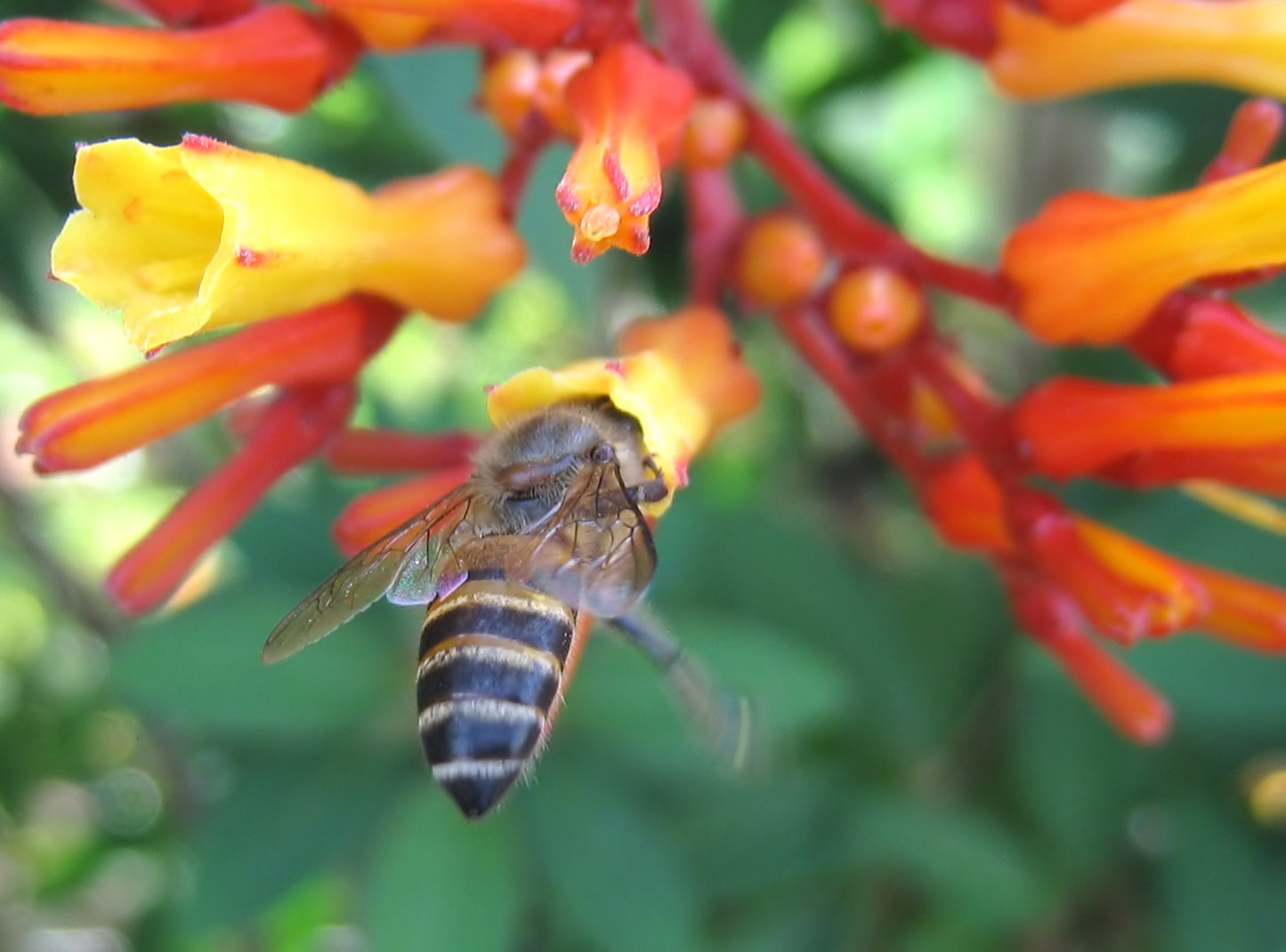 TSA APPROVED 3 oz. - Best Bee Products