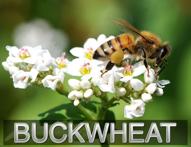 
                  
                    BUCKWHEAT HONEY - Best Bee Products
                  
                