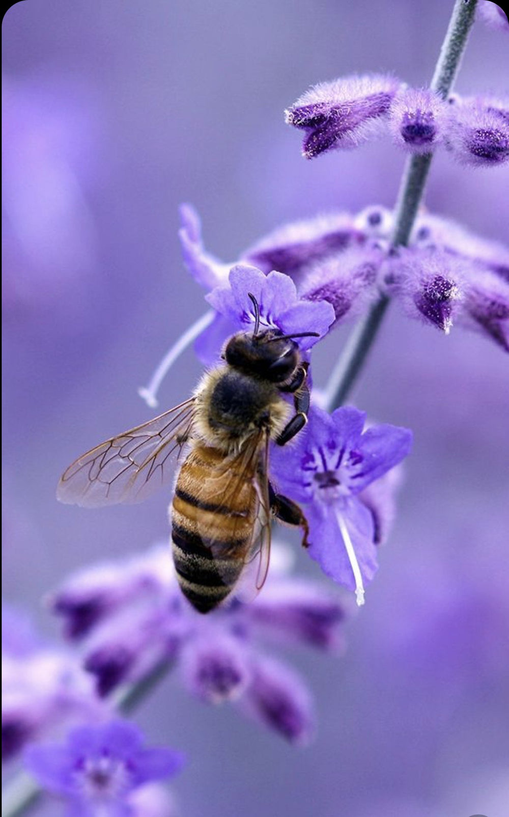honey lavender flower LAVENDER HONEY "GLASS JAR" – Best Bee Products