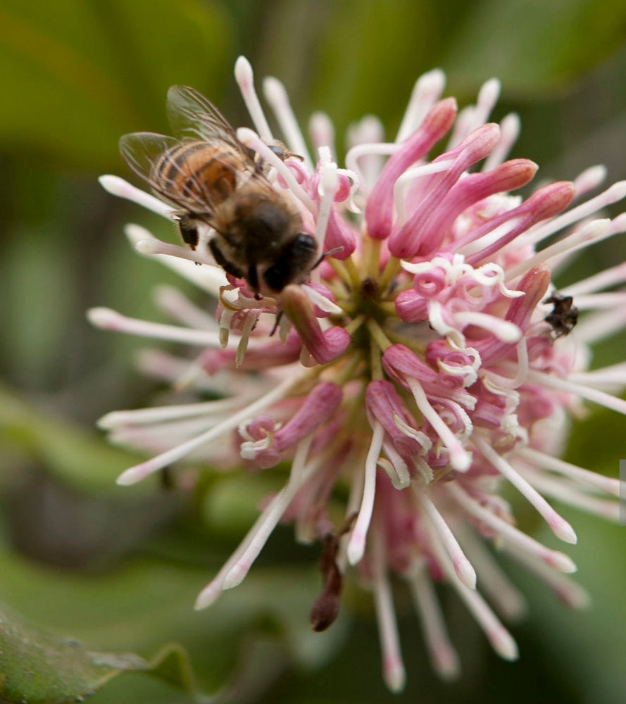 ROYAL HONEY AMBROSIA - Best Bee Products