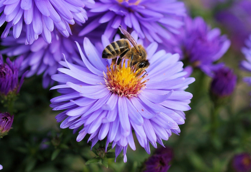 HONEYCOMB IN HONEY - Best Bee Products