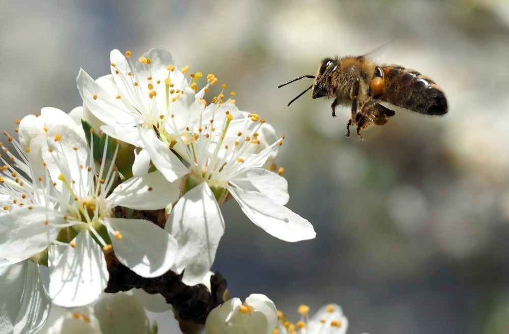 
                  
                    BLACKBERRY HONEY - Best Bee Products
                  
                