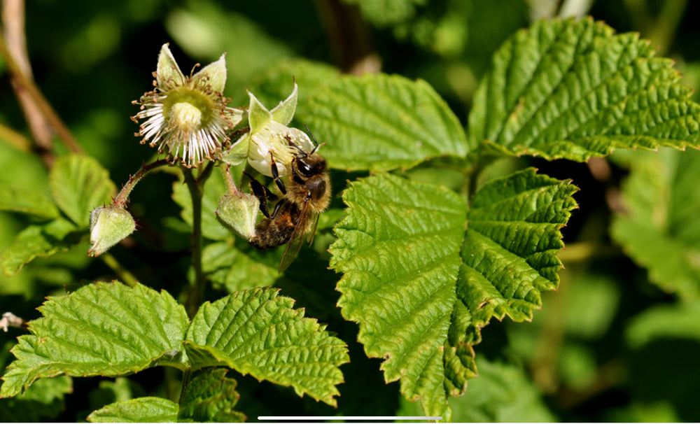 
                  
                    RASPBERRY HONEY - Best Bee Products
                  
                