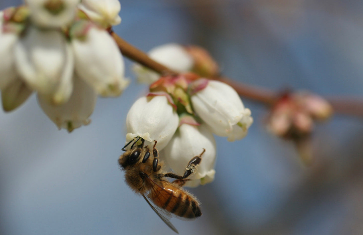 BLUEBERRY HONEY - Best Bee Products