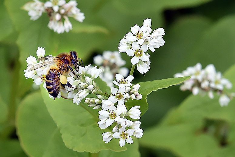 
                  
                    BUCKWHEAT HONEY - Best Bee Products
                  
                