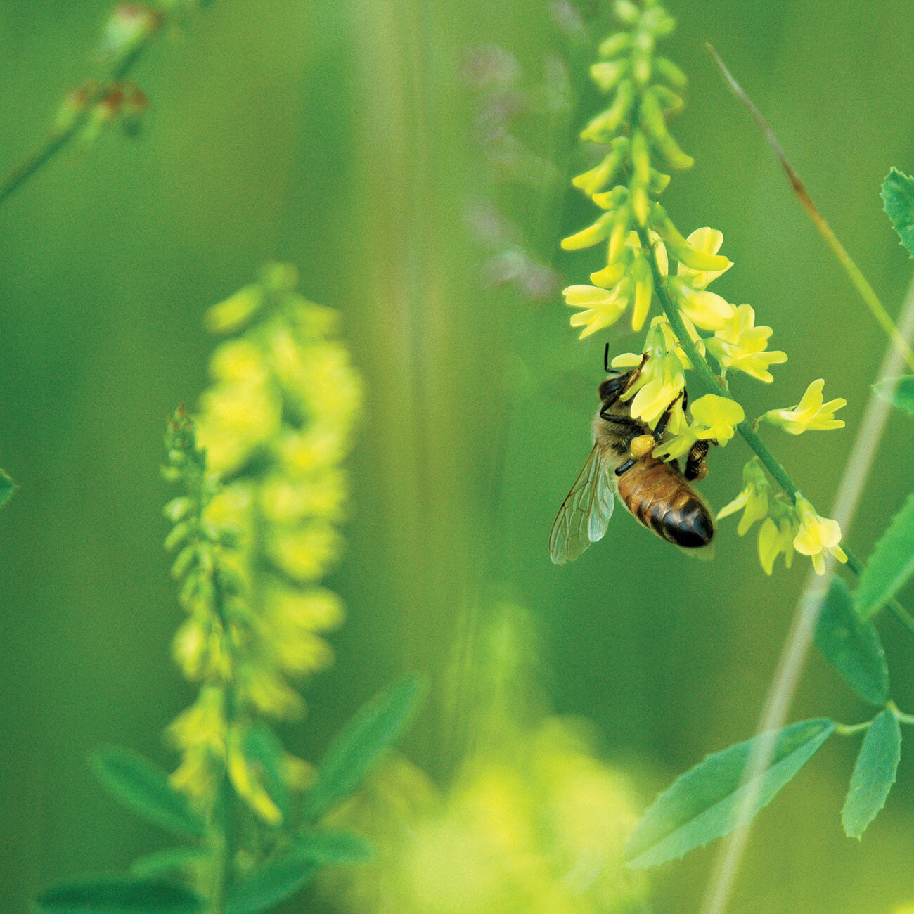 SWEET CLOVER HONEY - Best Bee Products