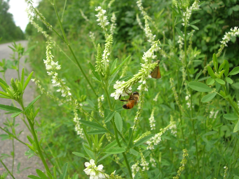 SWEET CLOVER HONEY - Best Bee Products