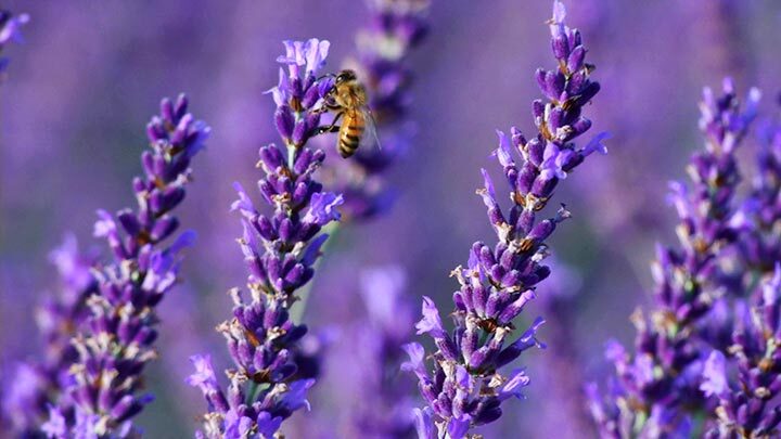 
                  
                    LAVENDER HONEY - Best Bee Products
                  
                