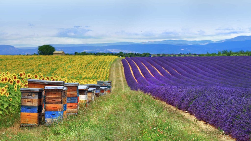 
                  
                    LAVENDER HONEY - Best Bee Products
                  
                