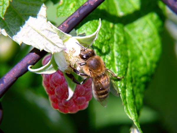 RASPBERRY HONEY - Best Bee Products