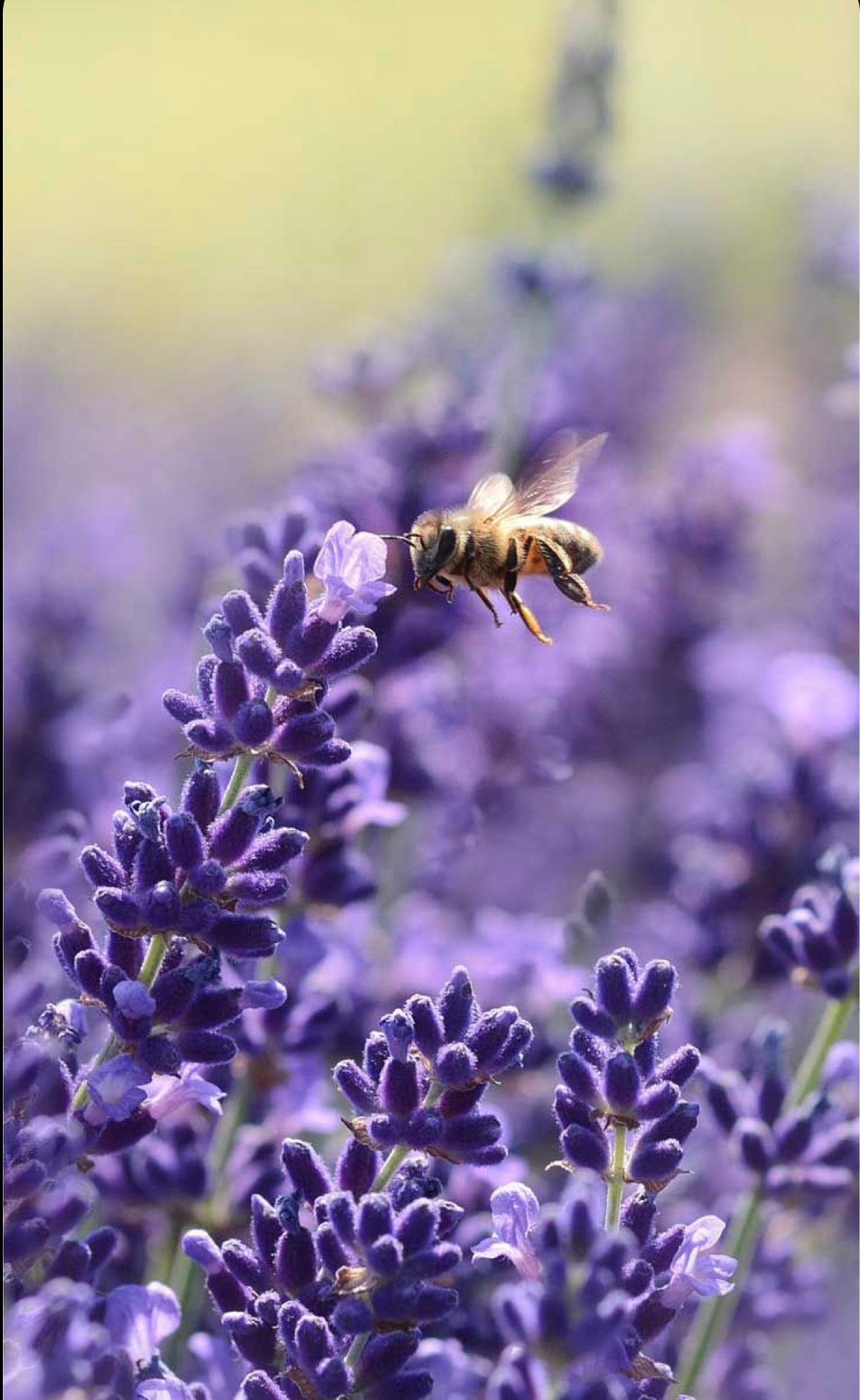 
                  
                    LAVENDER HONEY - Best Bee Products
                  
                