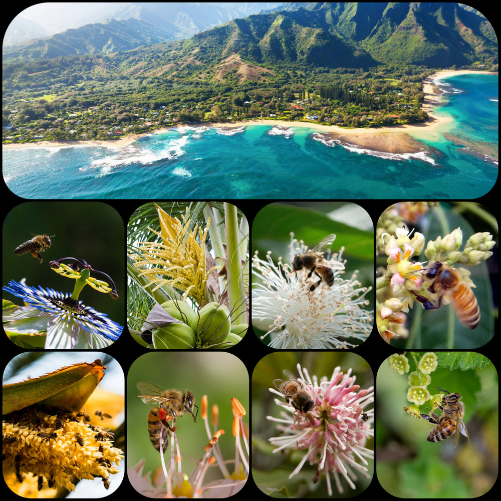 TROPICAL HONEY - Best Bee Products