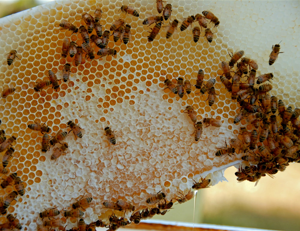 
                  
                    HONEYCOMB - Best Bee Products
                  
                