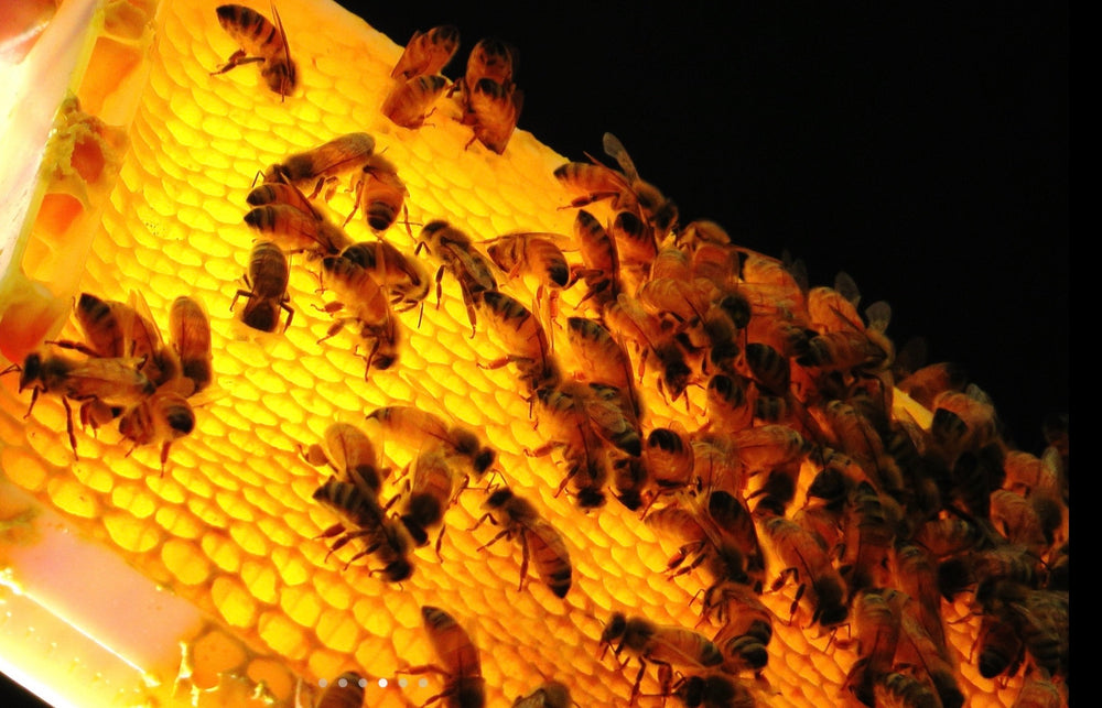 
                  
                    HONEYCOMB - Best Bee Products
                  
                