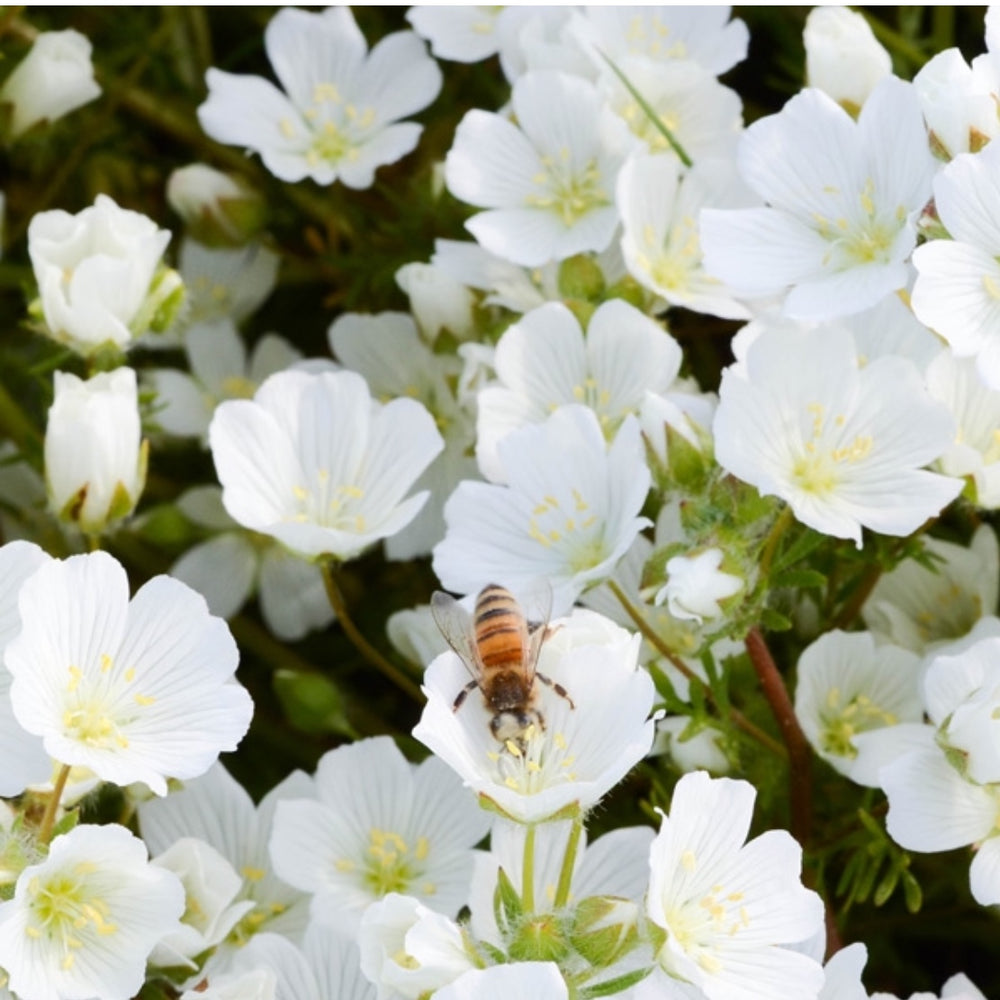 MEADOWFOAM HONEY - Best Bee Products