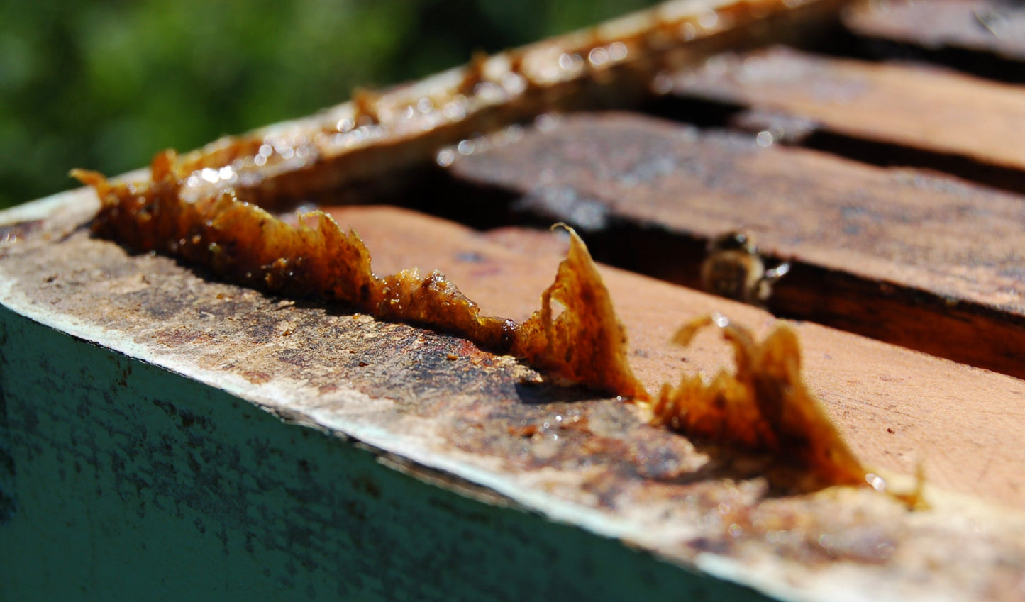 
                  
                    PROPOLIS
                  
                