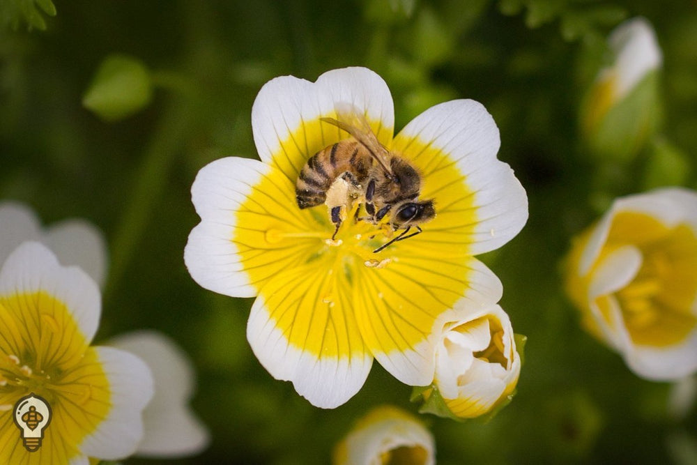 Half Pint Meadow-foam Honey - Best Bee Products